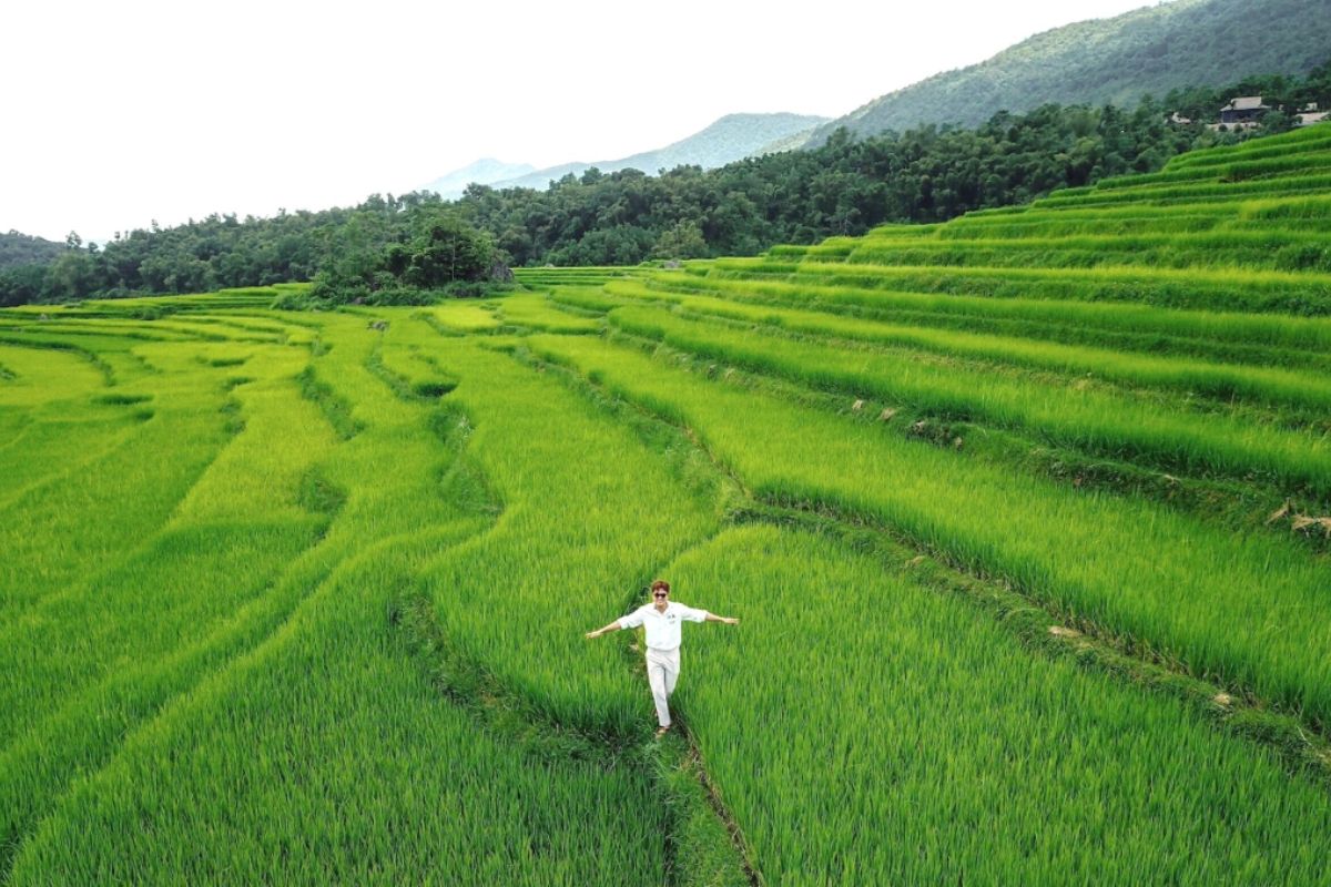 A breathtaking view of Pu Luong's terraced rice fields during harvest season